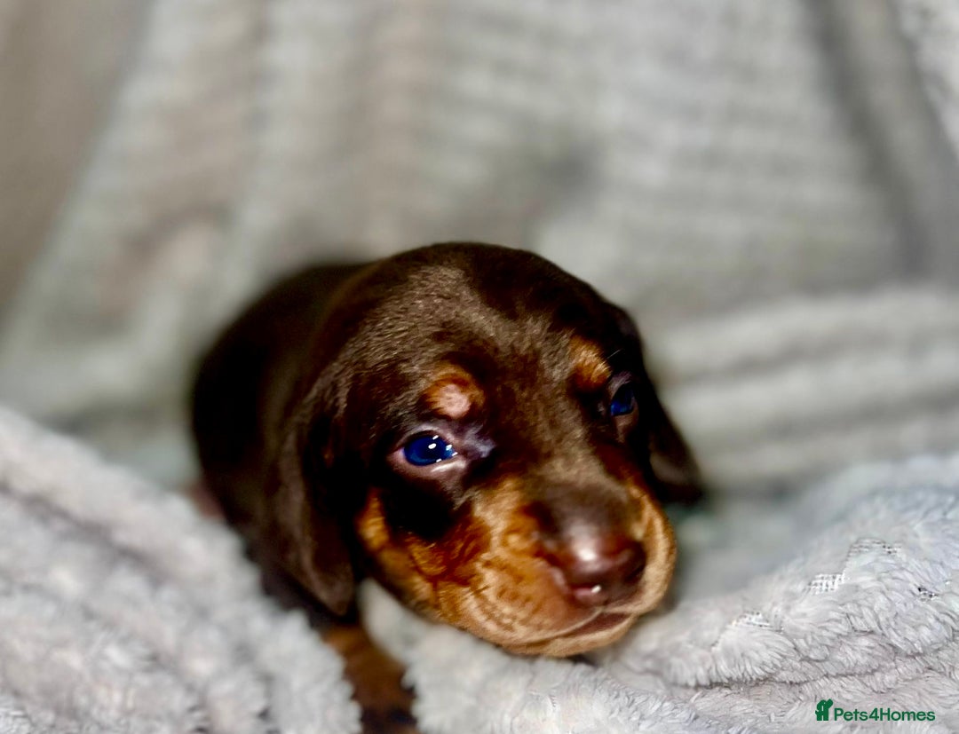 Miniature Dachshund dogs for sale: EXCEPTIONAL QUALITY MINIATURE DACHSHUND PUPPIES.  - Advert 5