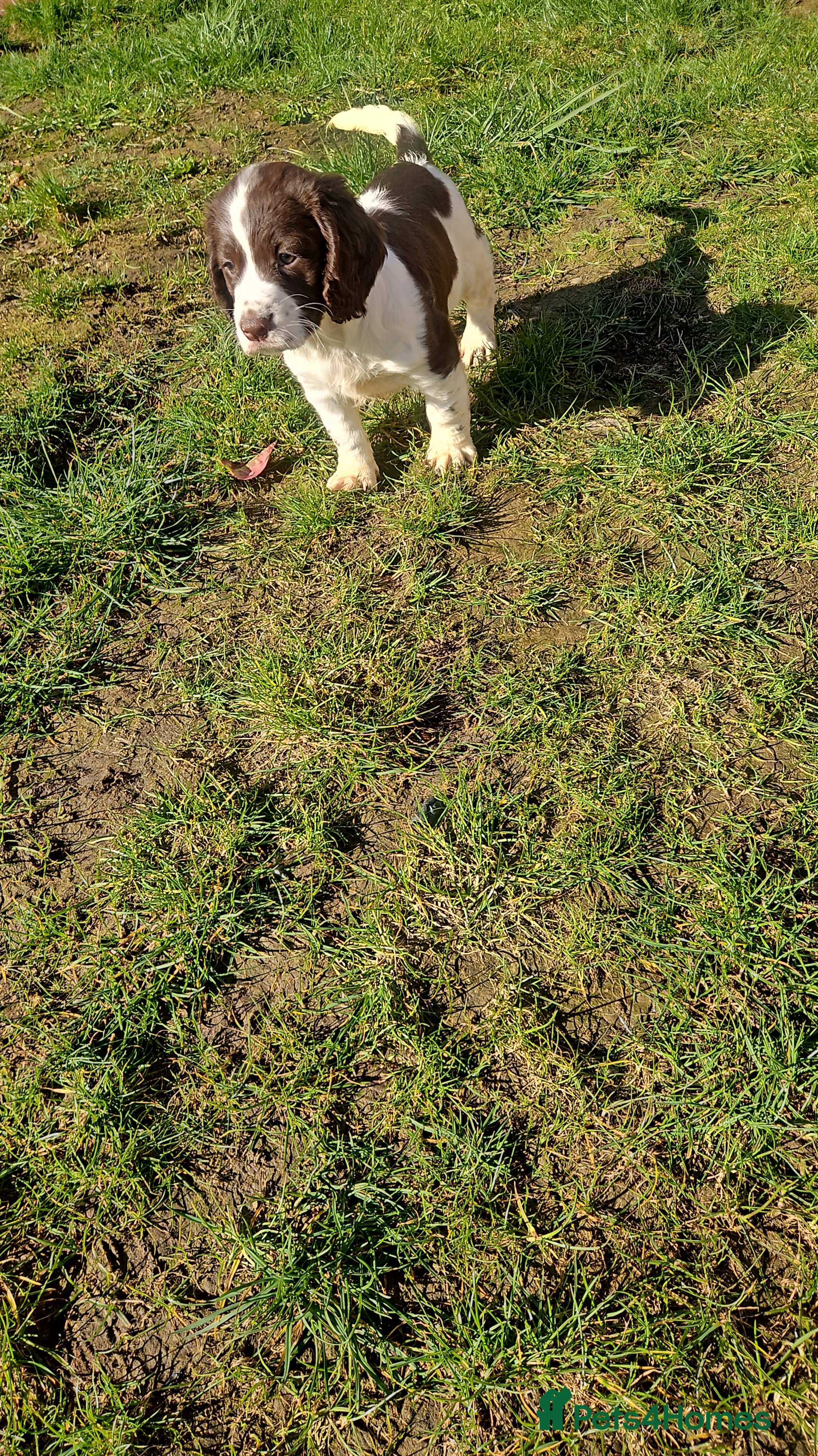 Cocker Spaniel dogs Cocker spaniel puppys - Advert 2