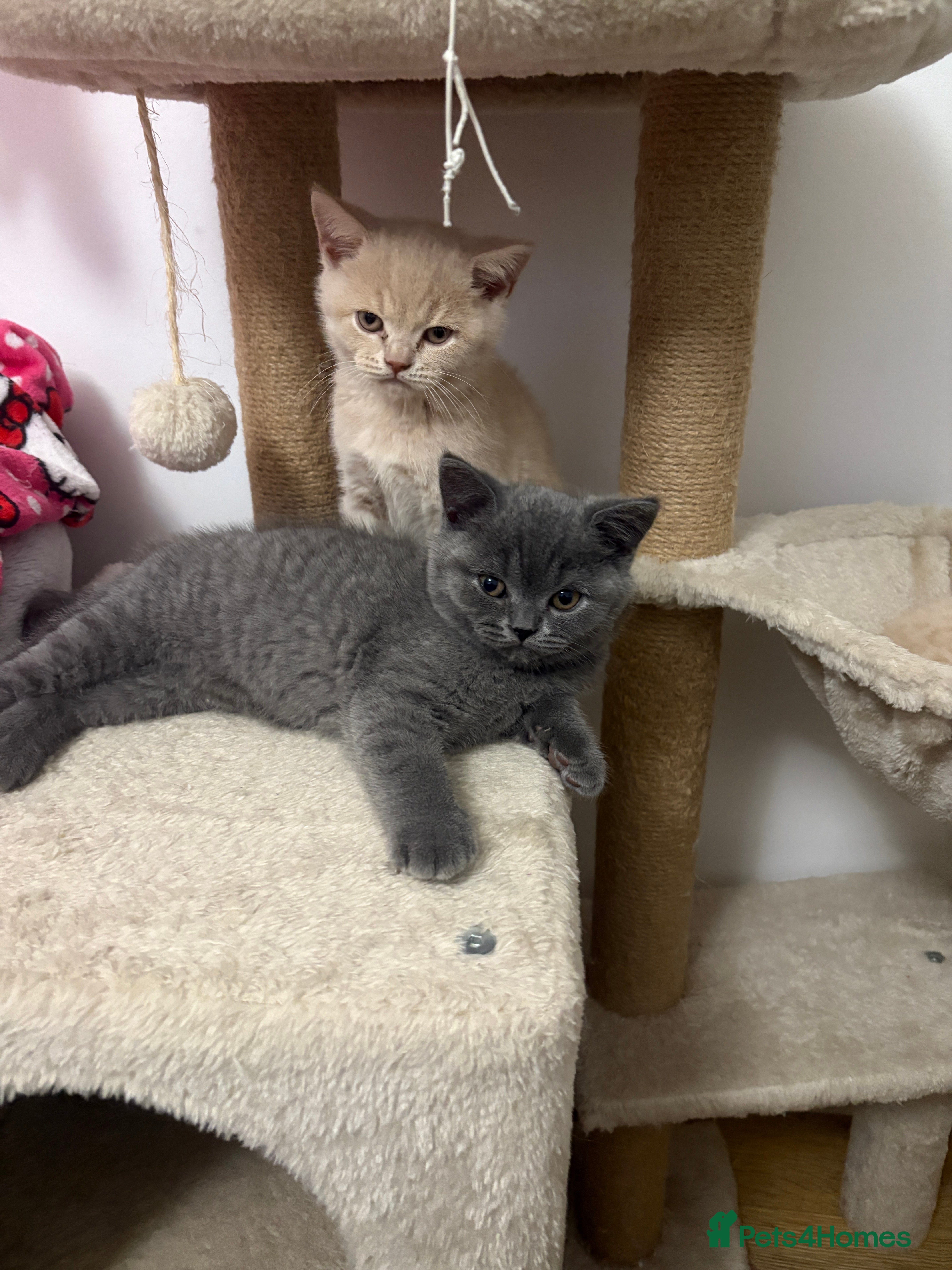 British Shorthair cats Microchipped + Vaccinated 23/12 – Ready now - Advert 17