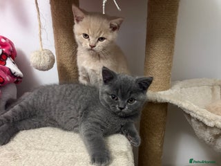 British Shorthair cats Microchipped + Vaccinated 23/12 – Ready now - Advert 17