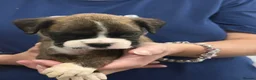 Boxer dogs for sale: Kc reg Boxer puppies  - Advert 12