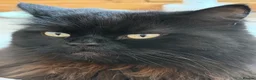 British Longhair cats for sale: Stunning Black Long Haired Boy Teddy - Advert 4