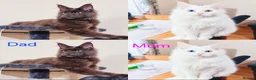 Maine Coon cats for sale: Maine Coon  - Advert 7