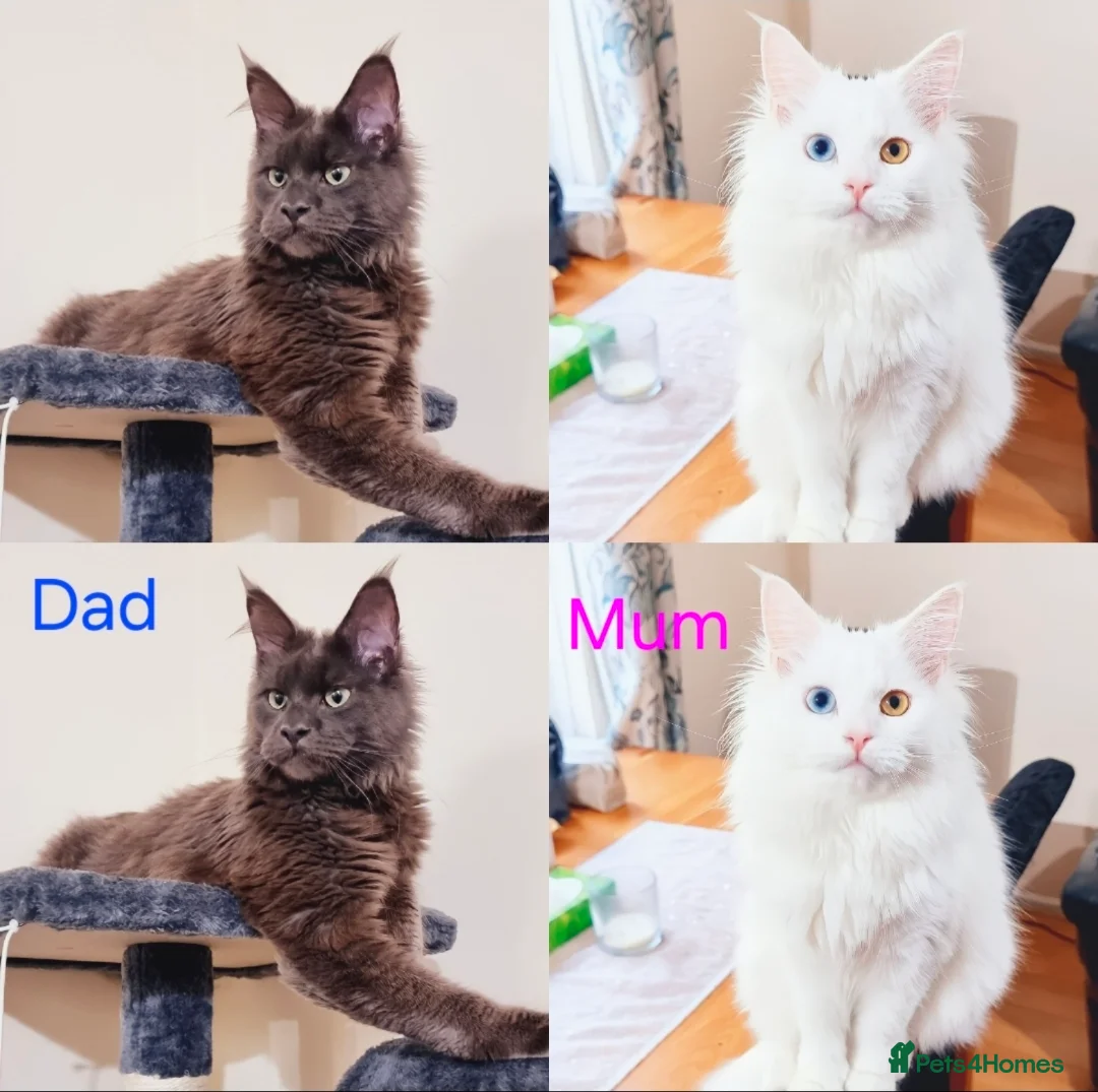 Maine Coon cats for sale: Maine Coon  - Advert 7