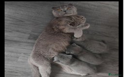 Scottish Fold cats for sale: Female Scottish fold  - Image 4