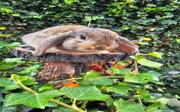 French Lop rabbits for sale: French Lop Bunnies 🐰  - Image 4