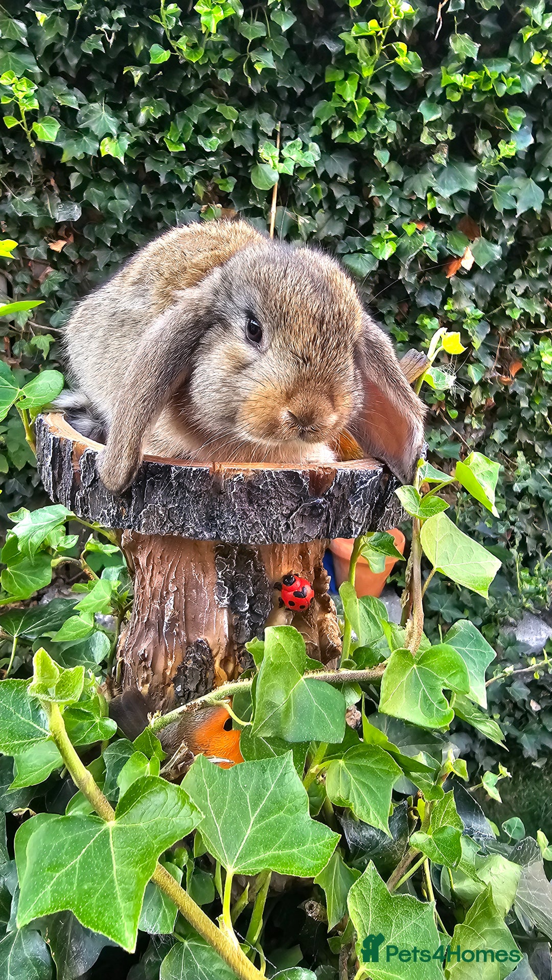 French Lop rabbits for sale: French Lop Bunnies 🐰  - Image 4