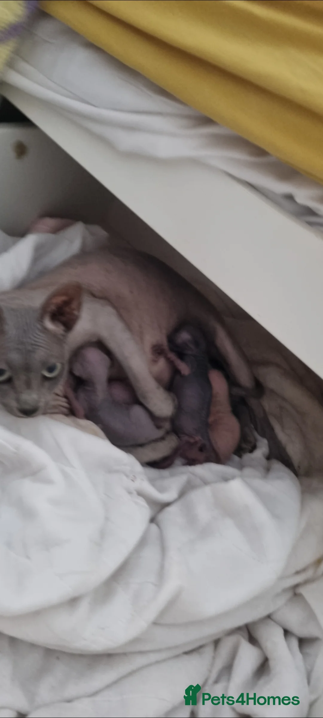 Sphynx cats for sale: Beautiful Newborn Sphynx Kittens4 kittens - Advert 12