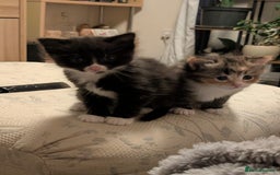 Mixed Breed cats for sale: 4 beautiful kittens for sale  - Image 6