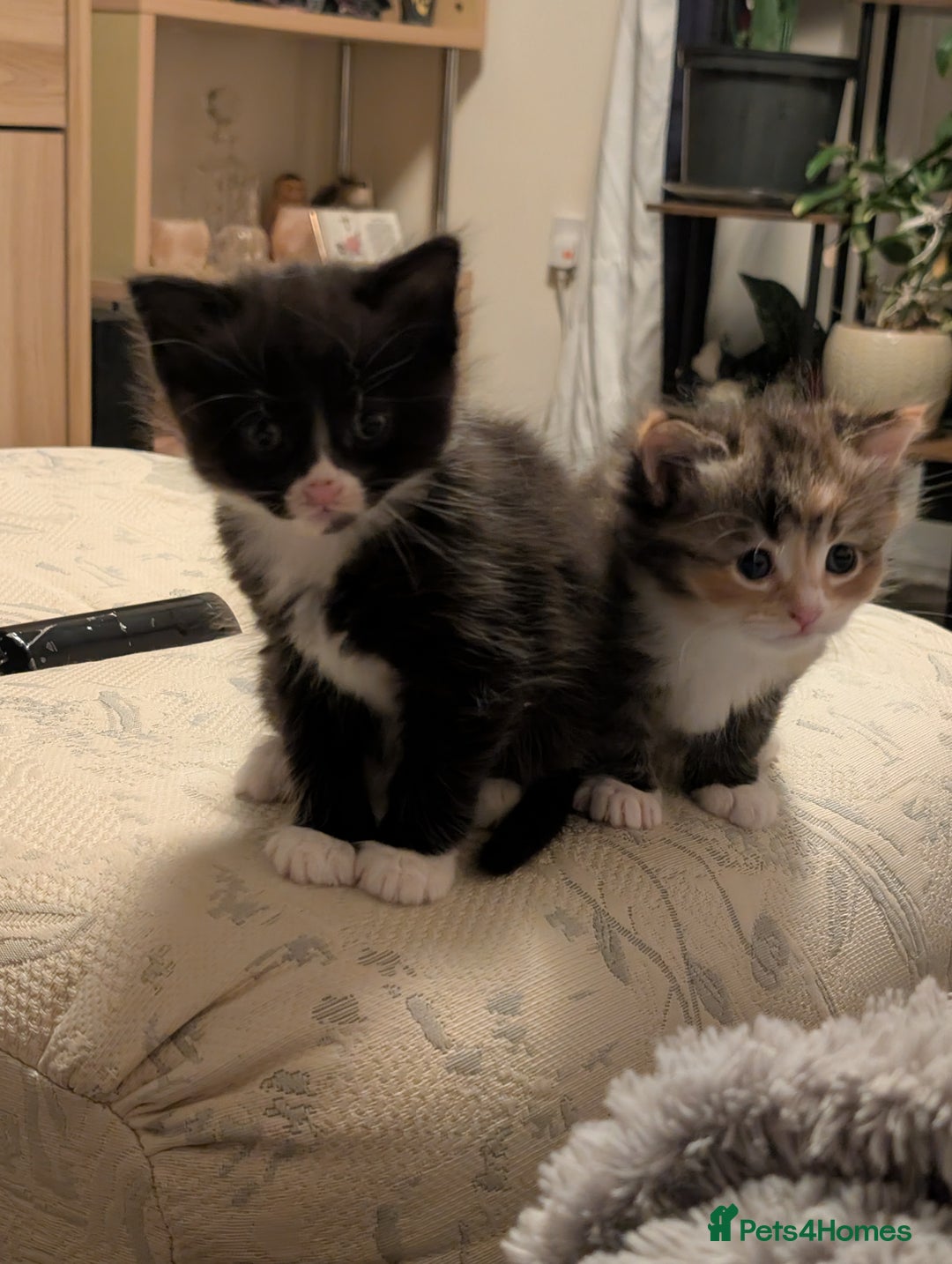 Mixed Breed cats for sale: 4 beautiful kittens for sale  - Image 6