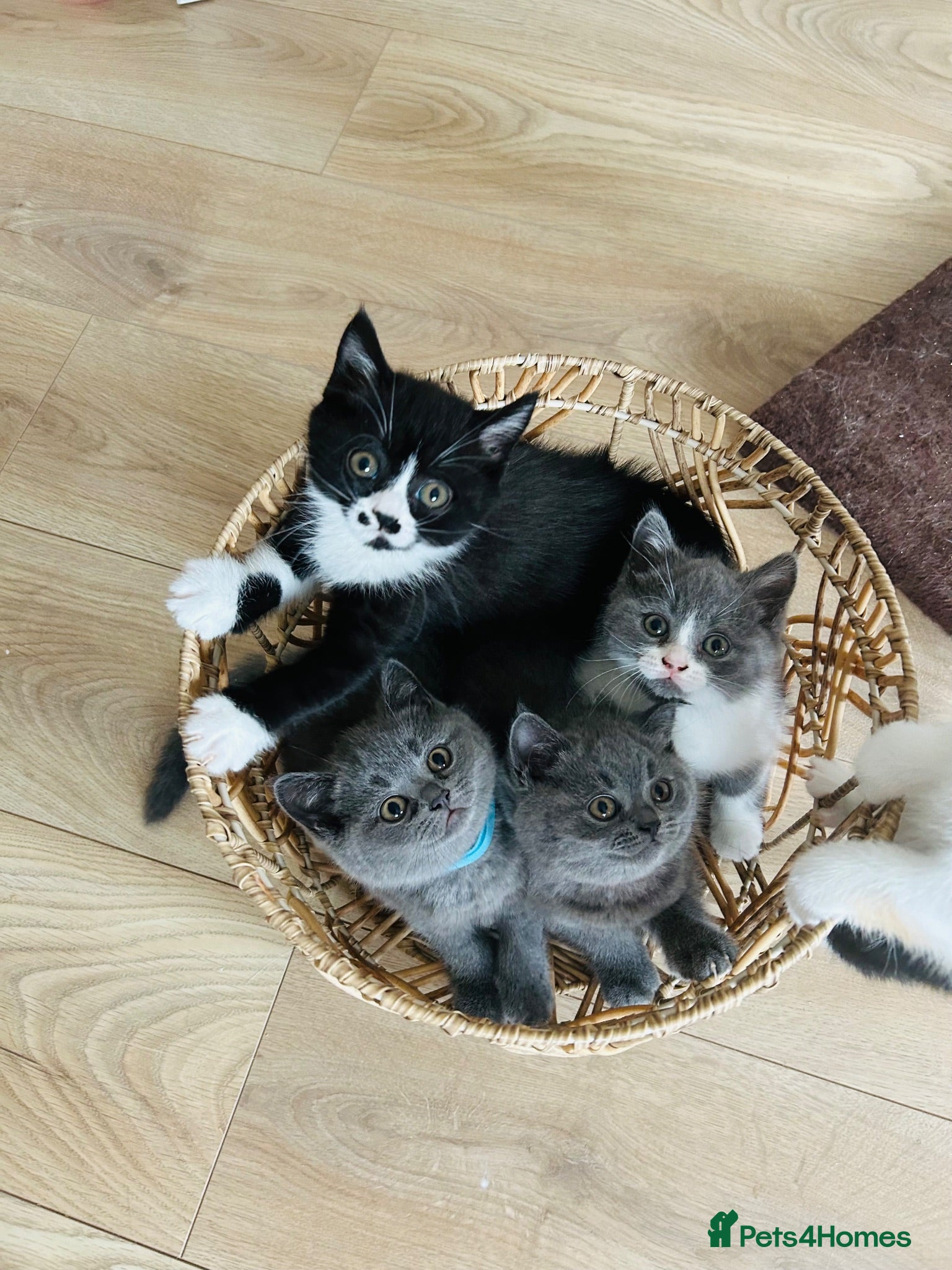 British Shorthair cats Beautiful BSH Kittens 🌺 READY NOW🌺 - Advert 1