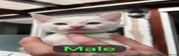 Mixed Breed cats for sale: Kittens from my Khao Manee looking for a home in Hounslow - Advert 12