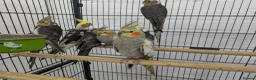 Cockatiels birds for sale: Friendly cockatiels baby boys and girls  - Advert 8
