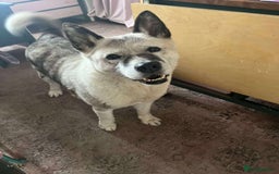 Akita dogs for adoption: Niko needs you! - Image 4