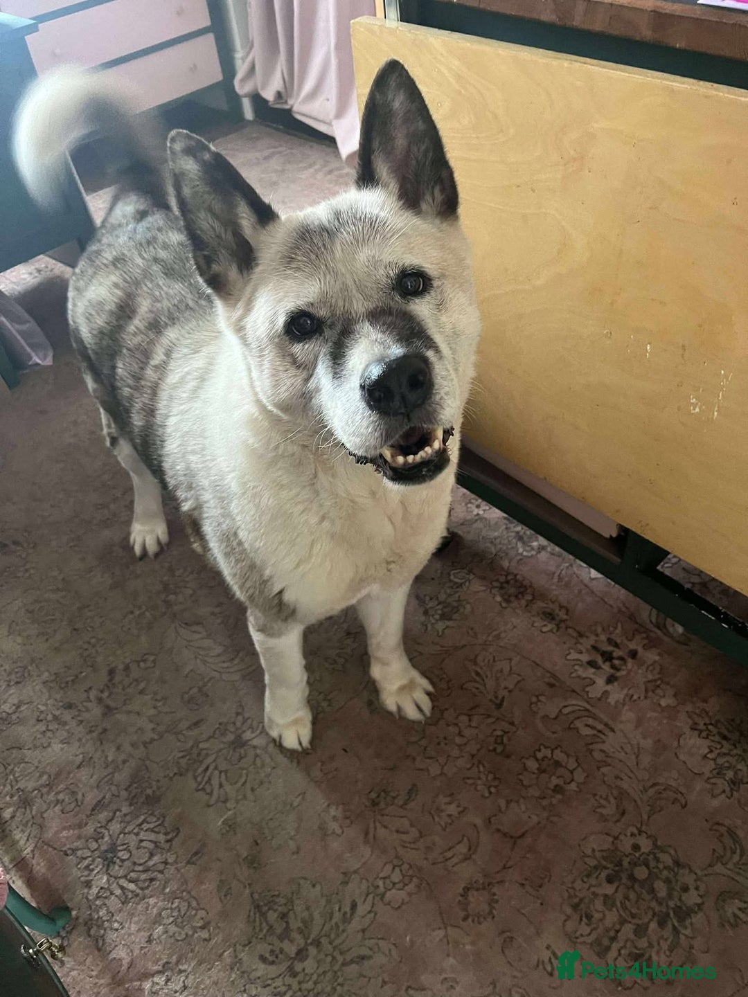 Akita dogs for adoption: Niko needs you! - Image 4
