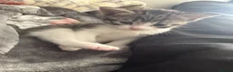 Mixed Breed cats for sale: Female and male kittens in Stoke-on-Trent - Advert 11