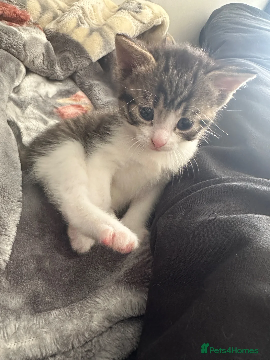 Mixed Breed cats for sale: Female and male kittens in Stoke-on-Trent - Advert 11