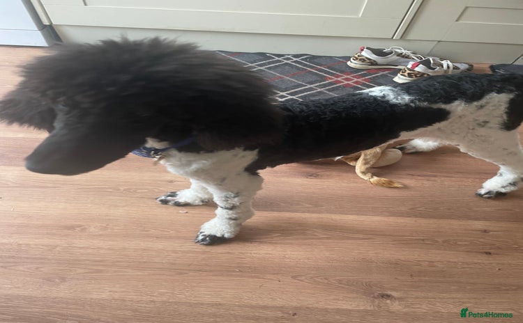 Standard Poodle dogs for sale - Advert 1