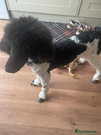 Standard Poodle dogs - Advert 1