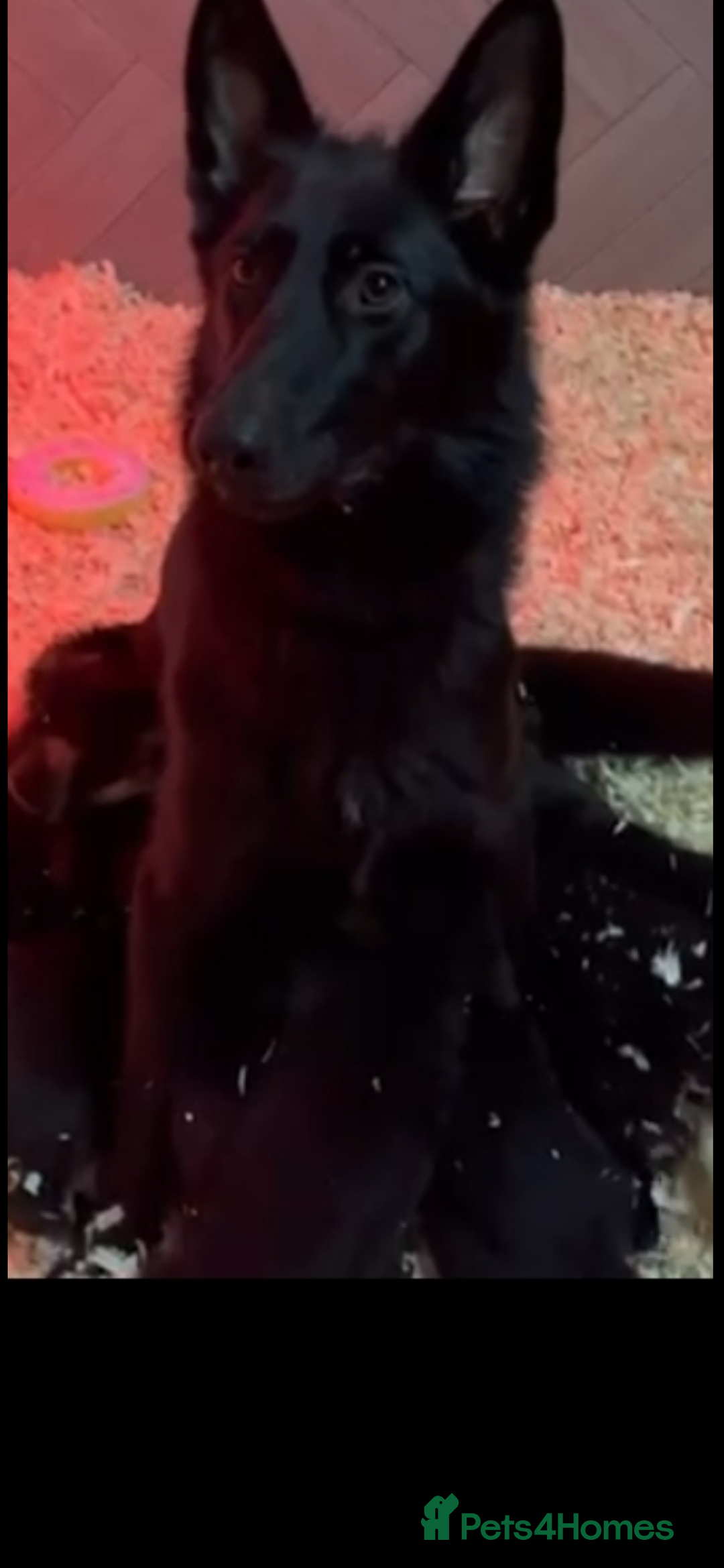 German Shepherd dogs for sale: Stunning Female German shepherd  - Image 2