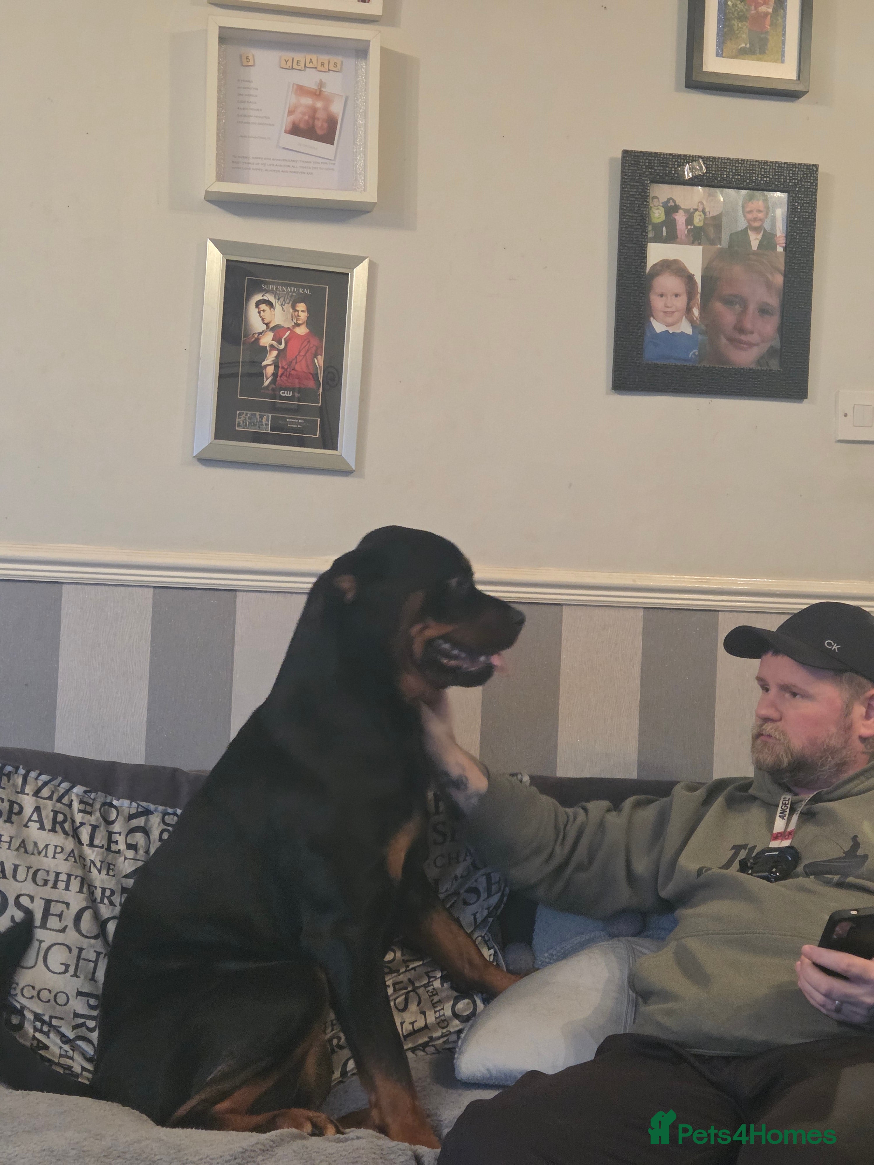 Rottweiler dogs Stunning ruby  - Advert 1
