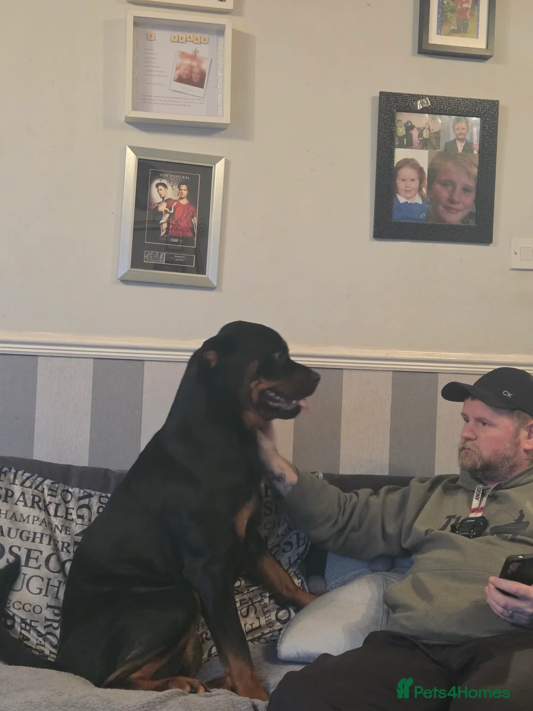 Rottweiler dogs for sale: Stunning ruby  - Advert 1