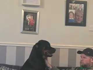 Rottweiler dogs Stunning ruby - Advert 1