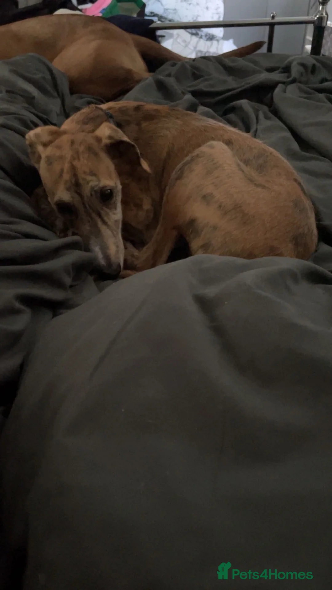 Lurcher dogs for sale: Scoobydoobie please read description  - Advert 18