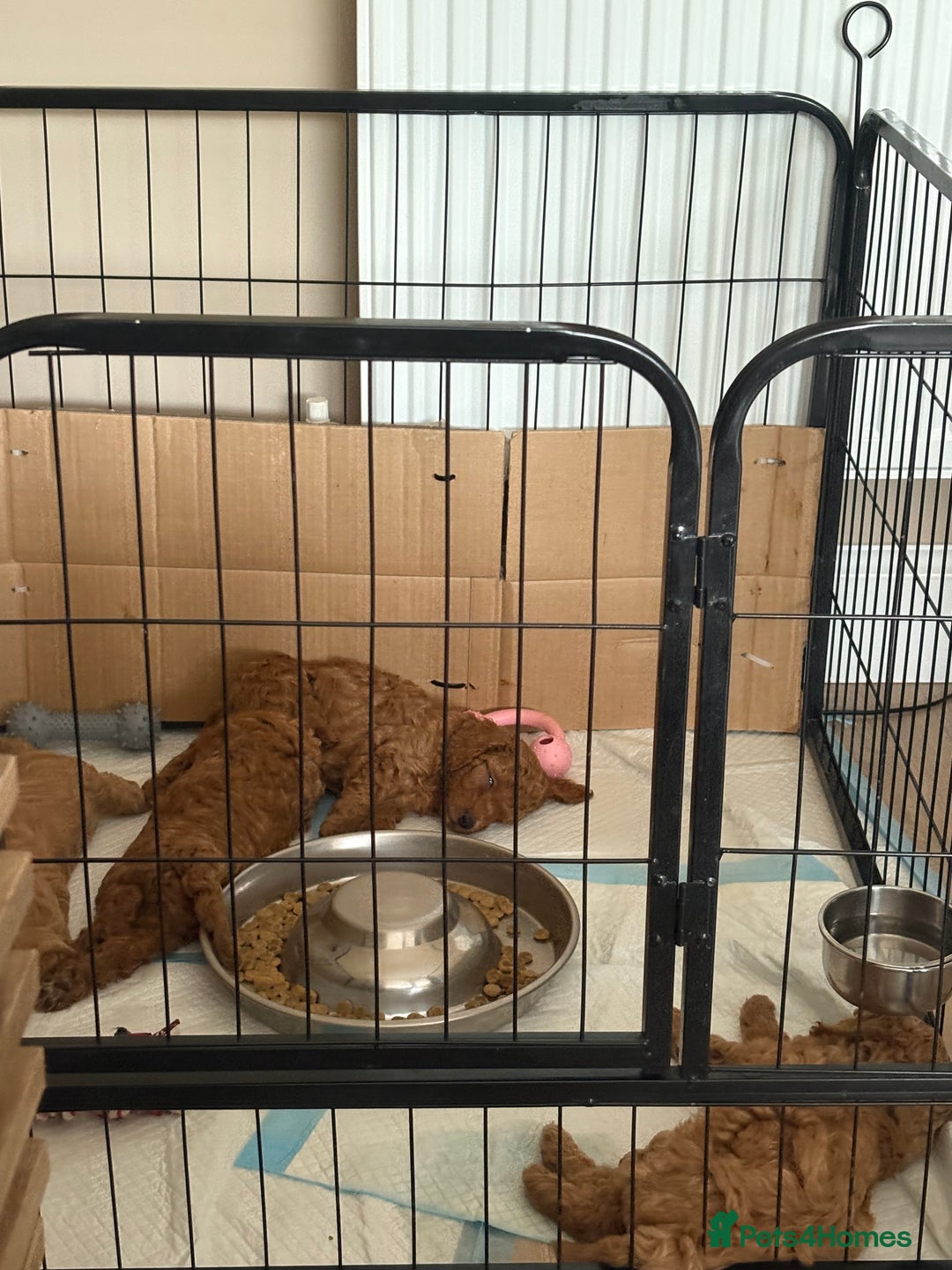 Miniature Poodle dogs for sale: Omg beautiful poodles - Image 2