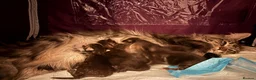 Maine Coon cats for sale: Show quality Maine coon kittens - Advert 21
