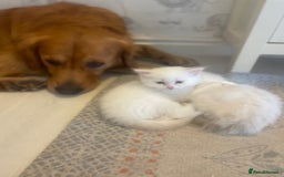 Siberian cats for sale: LAST ONE Siberian Neva masquerade kittens  - Image 12