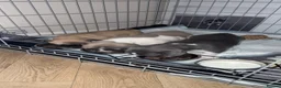 French Bulldog dogs for sale: Frenchie puppies  in Kirkcaldy - Advert 14