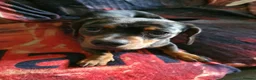 Dachshund dogs for sale: 2 Smooth Haired Dachsunds - Advert 3
