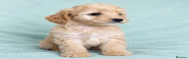 Cockapoo 2
