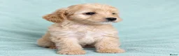 Cockapoo dogs for sale: Lovely cockapoo puppies Merle, apricot, black, red - Advert 7