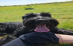 Giant Schnauzer dogs for stud: Giant Schnauzer for stud - Image 12