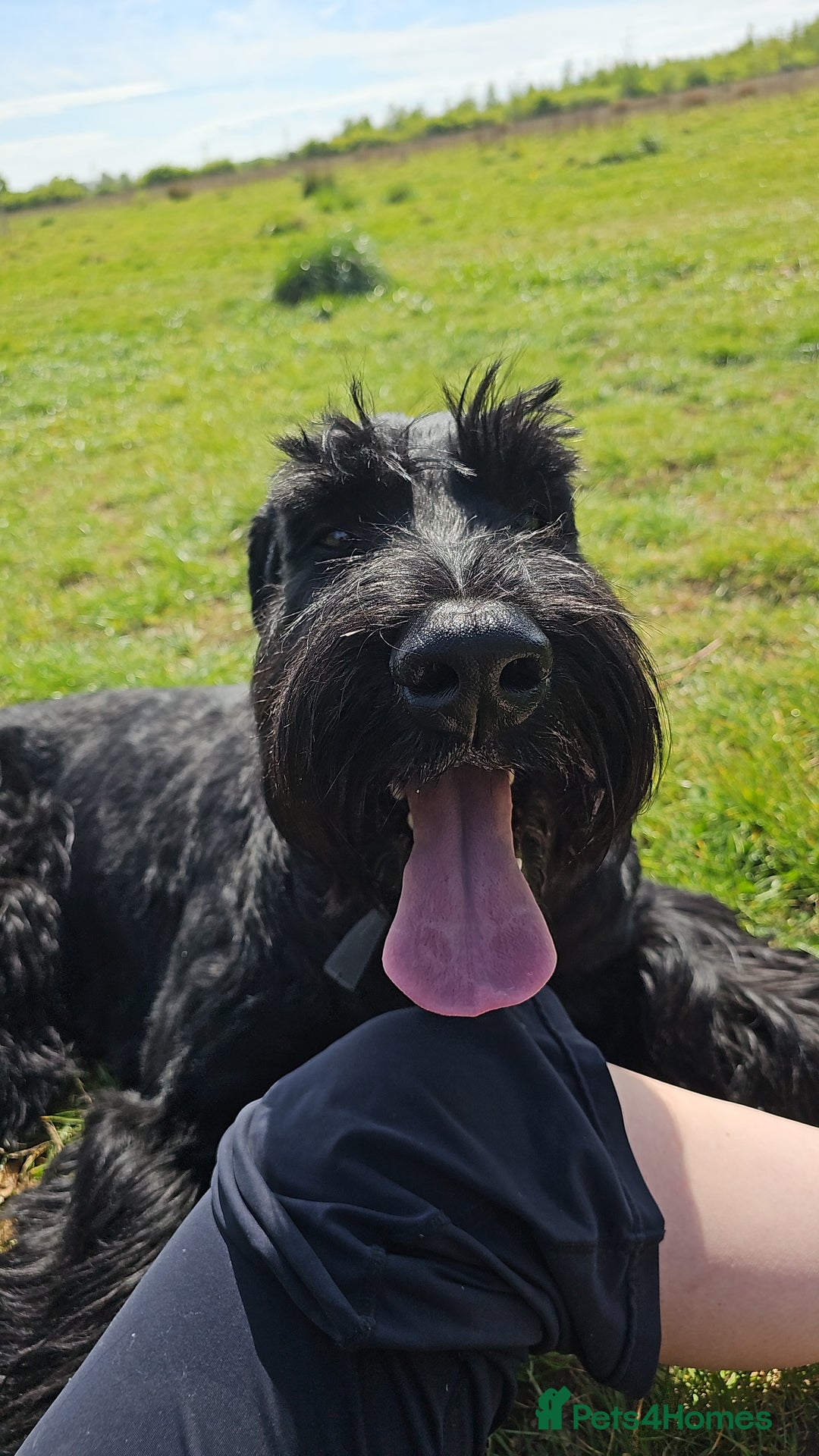 Giant Schnauzer dogs for stud: Giant Schnauzer for stud - Image 12