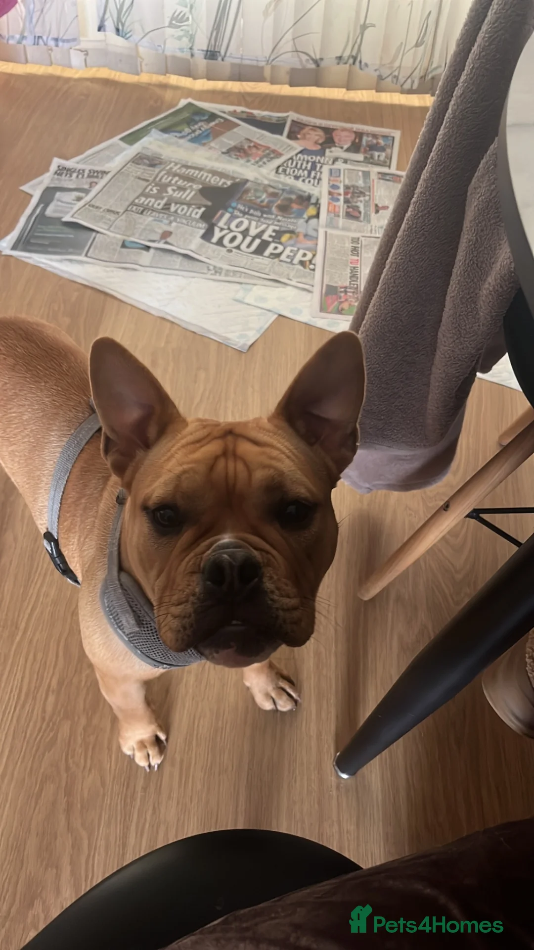 Mixed Breed dogs for sale: Piper - Advert 5
