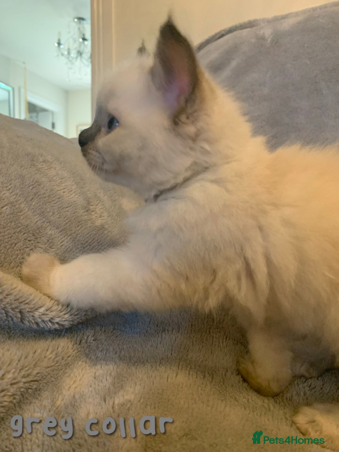 Ragdoll cats for sale: 5 Lovely, Pure Ragdoll Kittens - Image 15