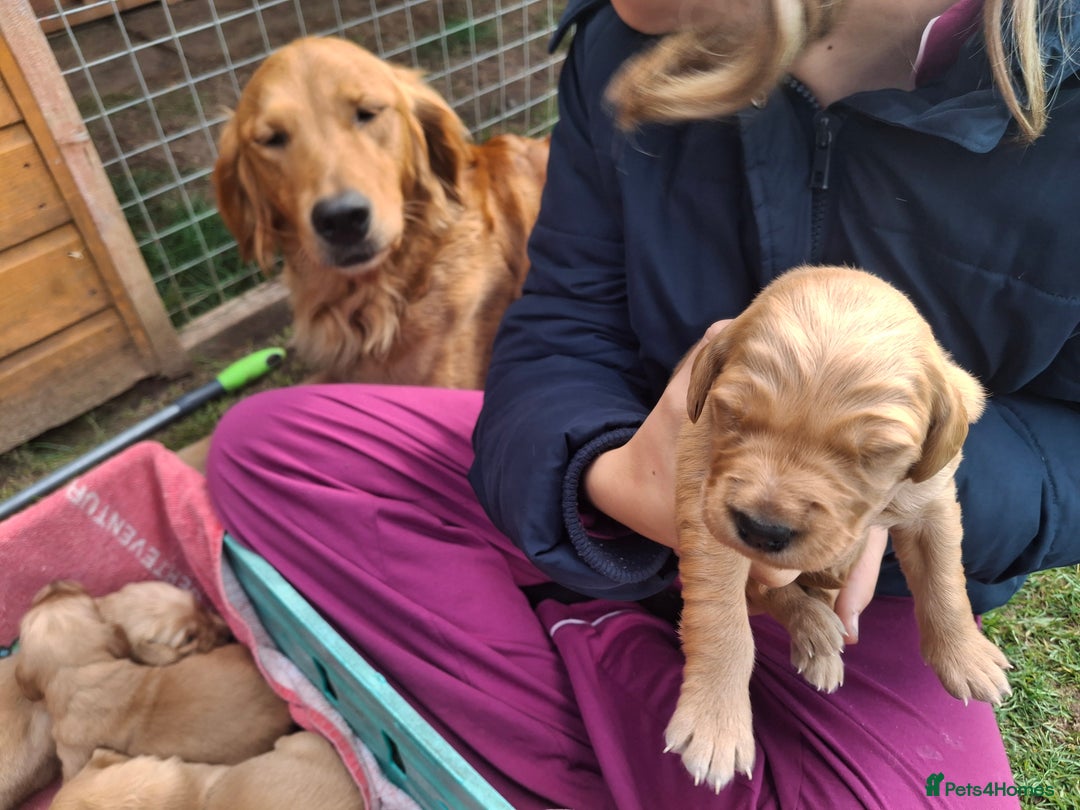 Golden Retriever dogs for sale: Working golden retriever puppies for sale  - Image 18