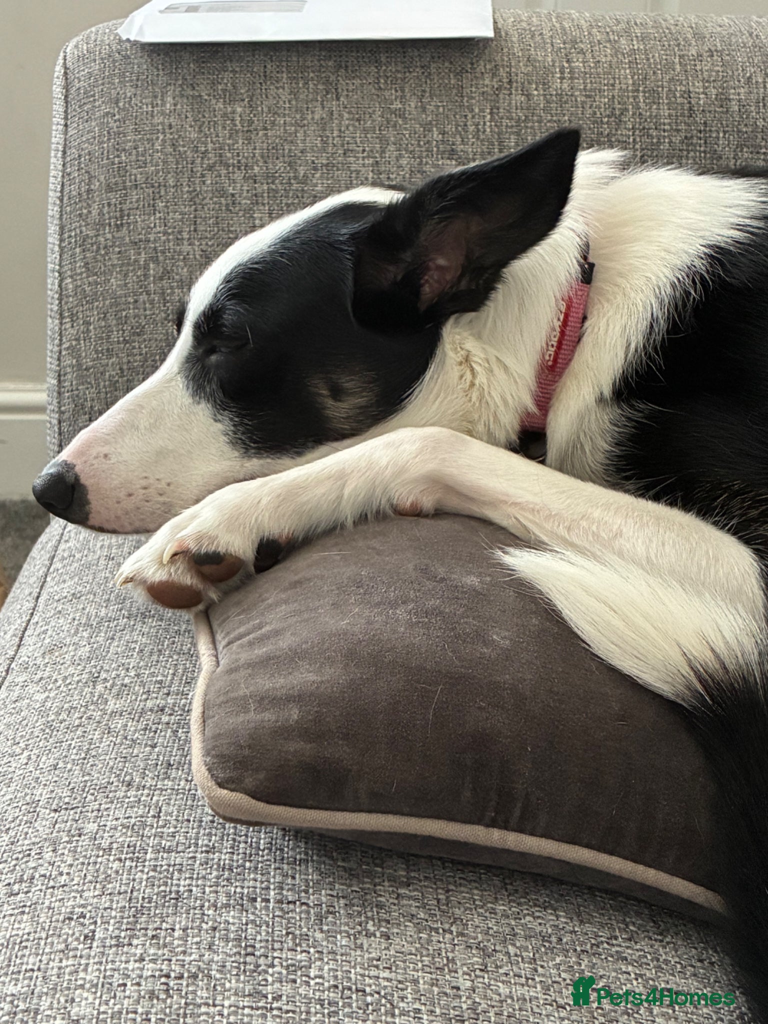 Border Collie dogs for sale: Border Collie looking for an active home  - Advert 2