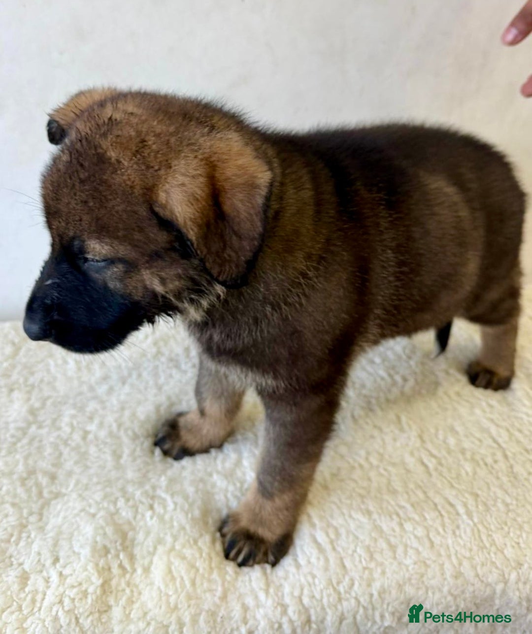 German Shepherd dogs for sale: DDR Working Line GSD Puppies Rare Working Lines - Advert 21