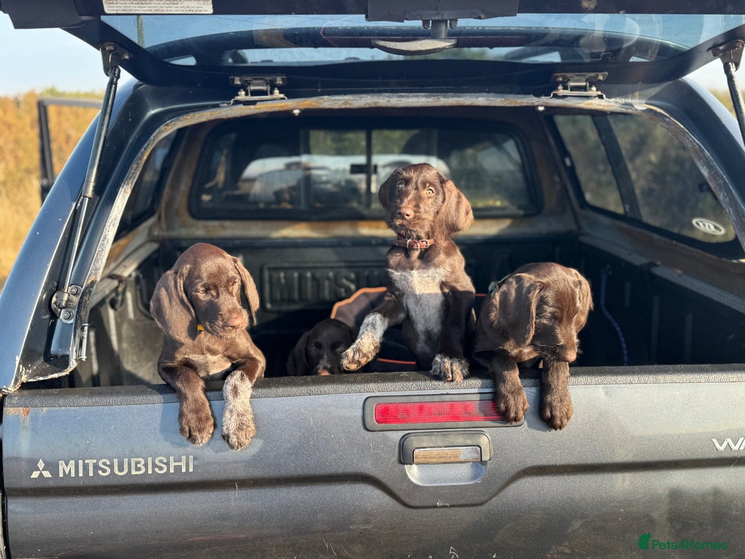 German Wirehaired Pointer dogs for sale: German Wire-haired Pointers of sale - Image 21