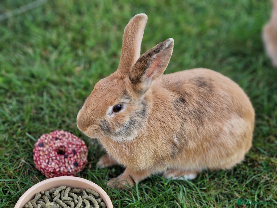 Mixed Breed rabbits for sale: Beautiful Bonded Bunnies - Image 3