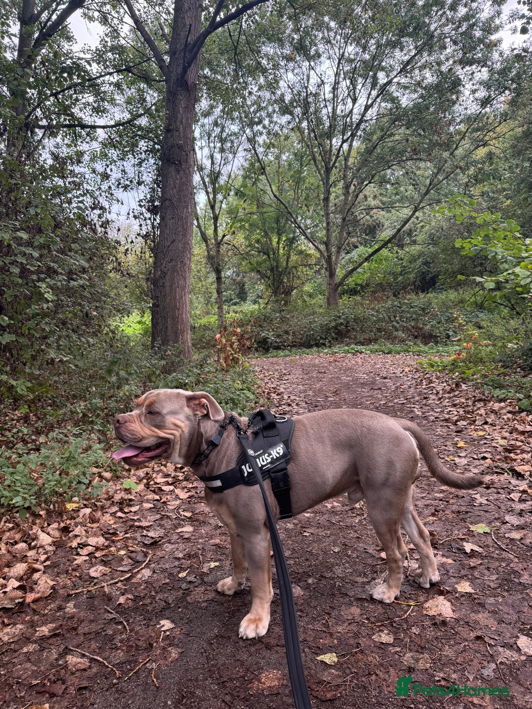 Olde English Bulldogge dogs for sale: Old English in need of a loving home  - Advert 3