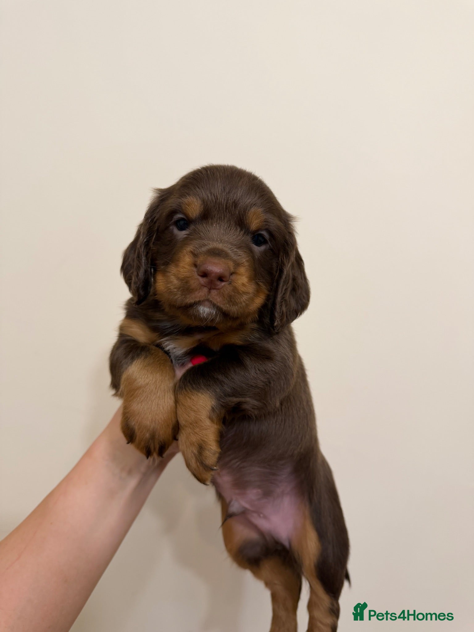 Cocker Spaniel dogs Stunning pedigree working cocker spaniel puppies  - Advert 1