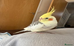 Cockatiels birds for sale: Cockatiel - Image 3