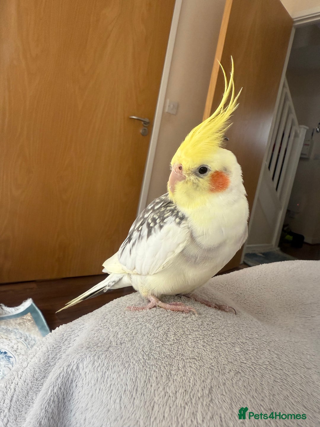 Cockatiels birds for sale: Cockatiel - Image 3