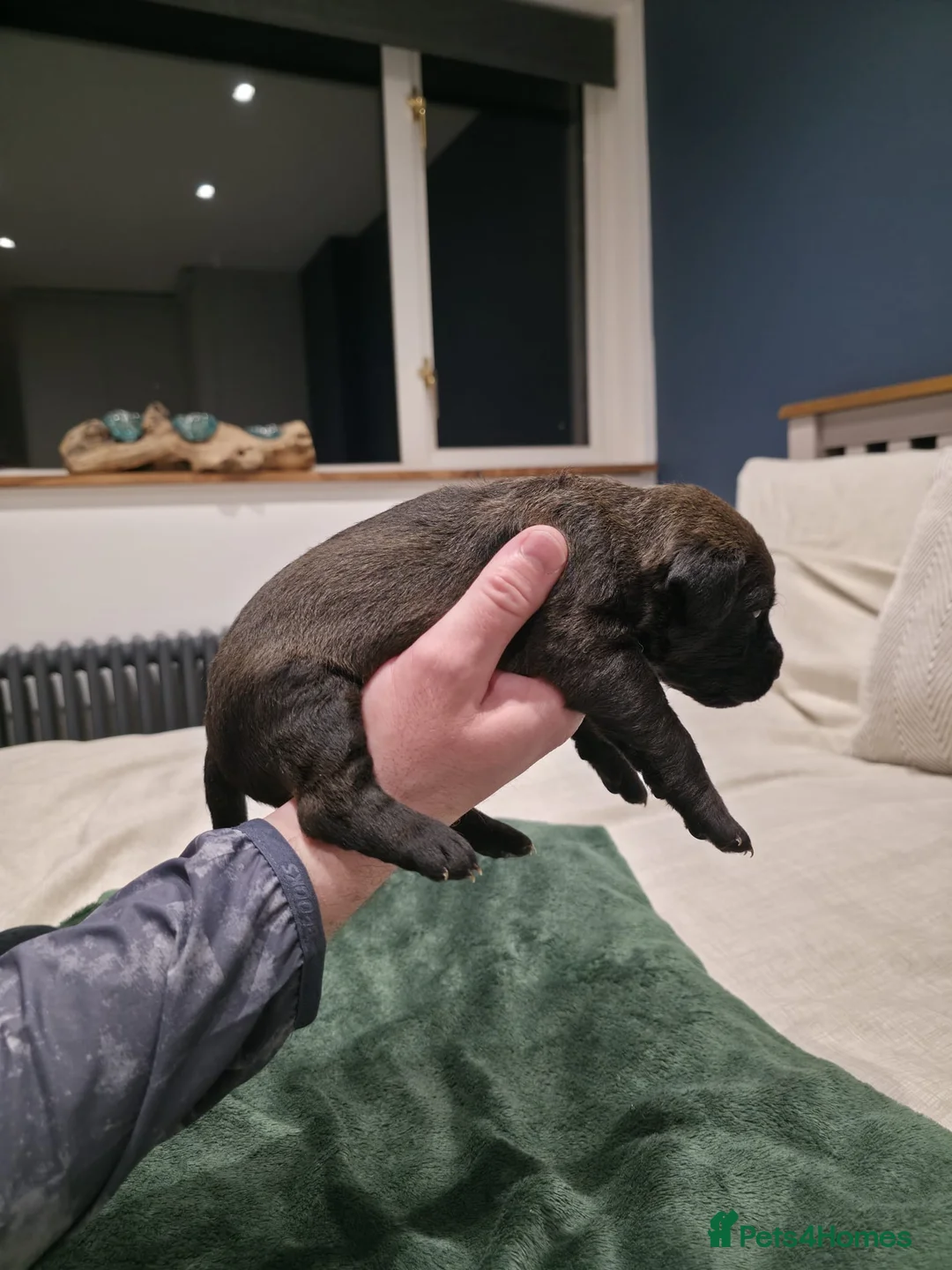 Patterdale Terrier dogs for sale: Quality Patterdale Puppies  - Advert 18