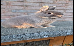 Netherland Dwarf rabbits for sale: Netherland Dwarf babies and adults - Image 9